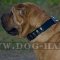 Shar-Pei Dog Collar of Trendy Design, Leather and Nickel Plates