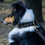 Cool Dog Collar for Collie of Real Leather with Brass Cones