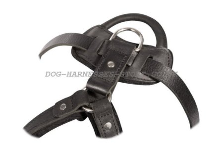 Leather Dog Harness for French Bulldog Control
