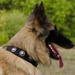 Tervuren Collar of Nylon with Silver-Like Conchos for Everyday