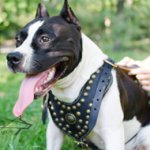 Luxury Dog Harness for Staffy Walks in Style, Leather & Studs
