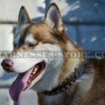 Siberian Husky Dog Collar of Leather with Square Brass Studs