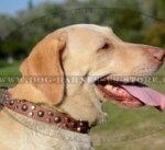 Labrador Dog Collar Leather with Studs and Cones, Modern Design
