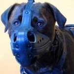 Best Leather Dog Muzzle for Alano Espanol Training and Work