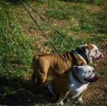 Multifunctional Leather Dog Leash 7 Modes for English Bulldog