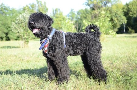 Leather Dog Harness "American Pride" for Black Russian Terrier