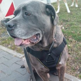 Neapolitan Mastiff Dog Harness of Nylon for Training and Walking