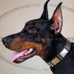 Doberman Collar with Golden Spikes and Silver Plates for Walks