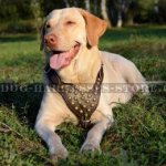 Labrador Harness Adorned with Brass Half-balls for Walks