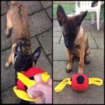 Dog Toy for Belgian Malinois Bite Training, Soccer Ball Bite Tug