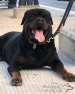 Bestseller! Functional Leather Dog Lead 3/4 Inch_3