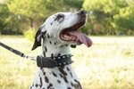 Dalmatian Collar Decorated with Two Rows of Shining Spikes