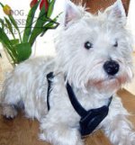 Small Dog Harness Padded Chest for West Highland White Terrier