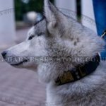 Husky Dog Collar Leather with Spikes and Plates in Antique Style