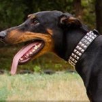 Leather Dog Collar for Doberman with Square Nickel Studs