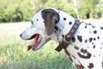 Elegant Dalmatian Dog Collar for Sharp and Outstanding Look