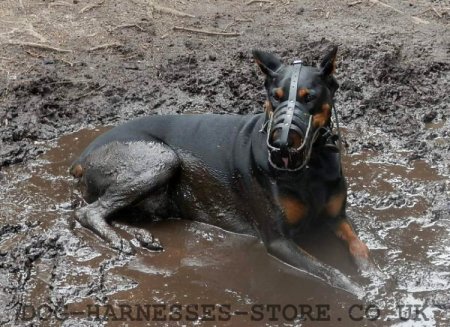 Bestseller! Leather Muzzle for Doberman Walking and Training