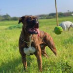 Dog Training Ball of Solid Rubber on Nylon Rope, 5 cm_1