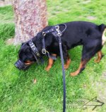 Leather Dog Muzzle for Every Breed, Best for Everyday Use_1