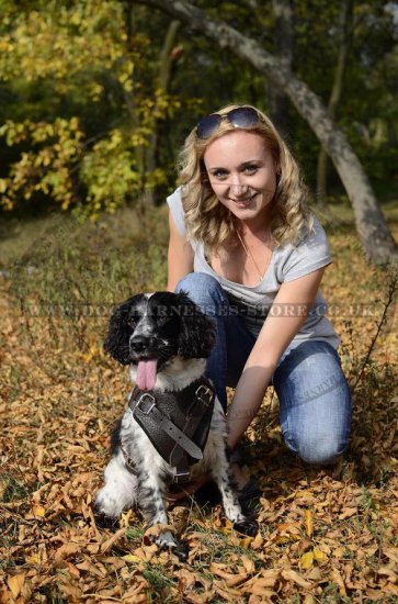 Cocker Spaniel Harness of Leather for Service Work and Training