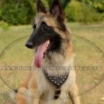 Belgian Tervuren Dog Harness of Royal Design and Premium Quality