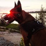 Belgian Malinois Harness Nylon, All-Weather and Super Functional