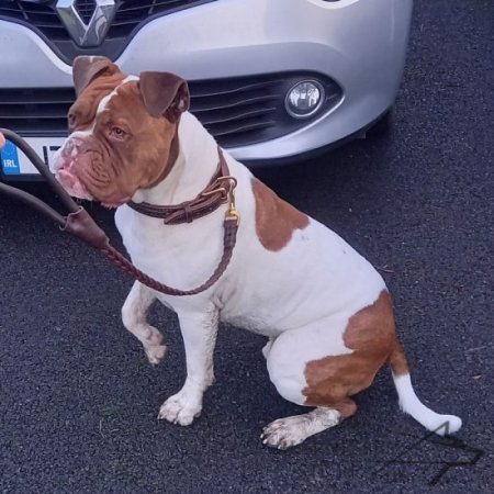 Leather Dog Collar with Handmade Braid for Walking and Training