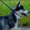 Best Training Collar for Husky Behavioral Issues Correction