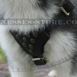 Siberian Husky Puppy Harness of Leather with Studs for Walking