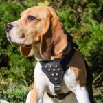 Classy Leather Beagle Harness with Studs on the Breast Plate