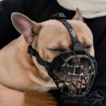Basket Muzzle for French Bulldog Outings in Frost and Heat