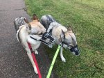 Best Design Wire Dog Muzzle UK, Perfect for Large Breeds_1