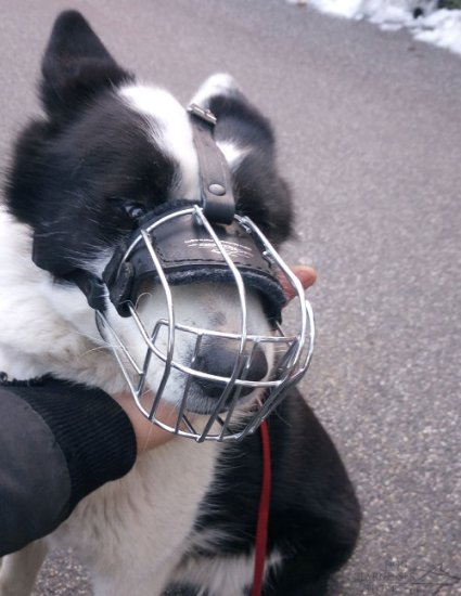 Karelian Bear Dog Lightweight Wire Basket Dog Muzzle, Bestseller - Click Image to Close