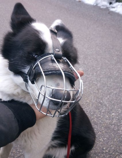 Karelian Bear Dog Lightweight Wire Basket Dog Muzzle, Bestseller