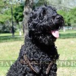 Black Russian Terrier Padded Leather Harness for Tracking UK