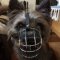 Cairn Terrier Muzzle of Wire, Universal Model for Daily Use