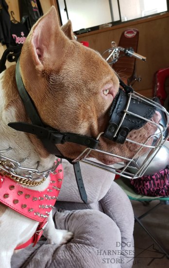 Wire Basket Dog Muzzle for Pitbull Daily Activities, Bestseller!