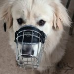 Best Design Wire Dog Muzzle UK, Perfect for Large Breeds_6