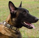 Cool Dog Collar with Spikes and Plates for Belgian Shepherd