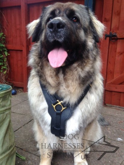 Caucasian Shepherd Harness of Strong Leather with Padded Chest - Click Image to Close