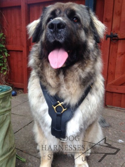 Caucasian Shepherd Harness of Strong Leather with Padded Chest