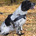 Spaniel Harness Leather Light-Weighted for Tracking and Training