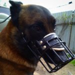 Muzzle for Belgian Malinois, Rubberized Wire for Winter Walks