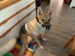 Best Design Wire Dog Muzzle UK, Perfect for Large Breeds_3