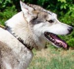 Fashion Dog Collar for West Siberian Laika, Round Brass Studs