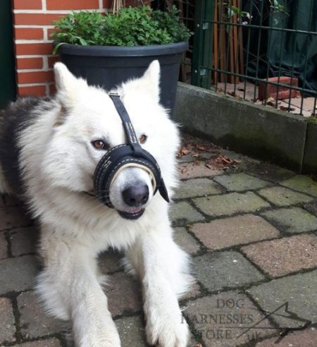Padded Royal Leather Muzzle for Dogs, Anti Bark Muzzle