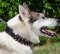 Spiked and Studded Dog Collar for Husky Walks