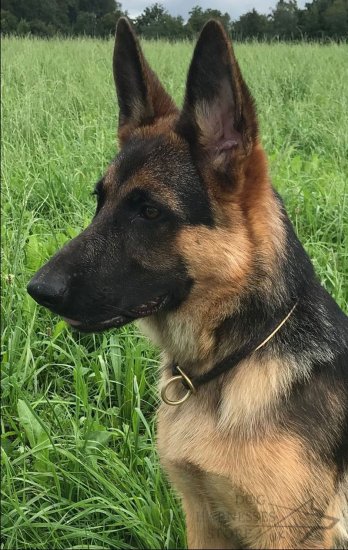 Leather Choke Collar for Dog Training, Soft Nappa Padded