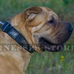 Collar for Shar-Pei Dog, Leather with Ancient-Like Nickel Plates