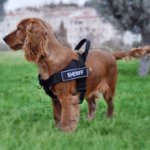 Best Harness for Dogs like Spaniel with ID Patches